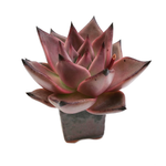 Echeveria Agavoides Romeo