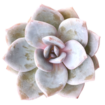 Echeveria Lauii Florence