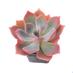 Sale! Echeveria Tinkerbell