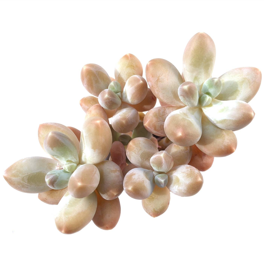 Pachyphytum 'Sky Beauty'