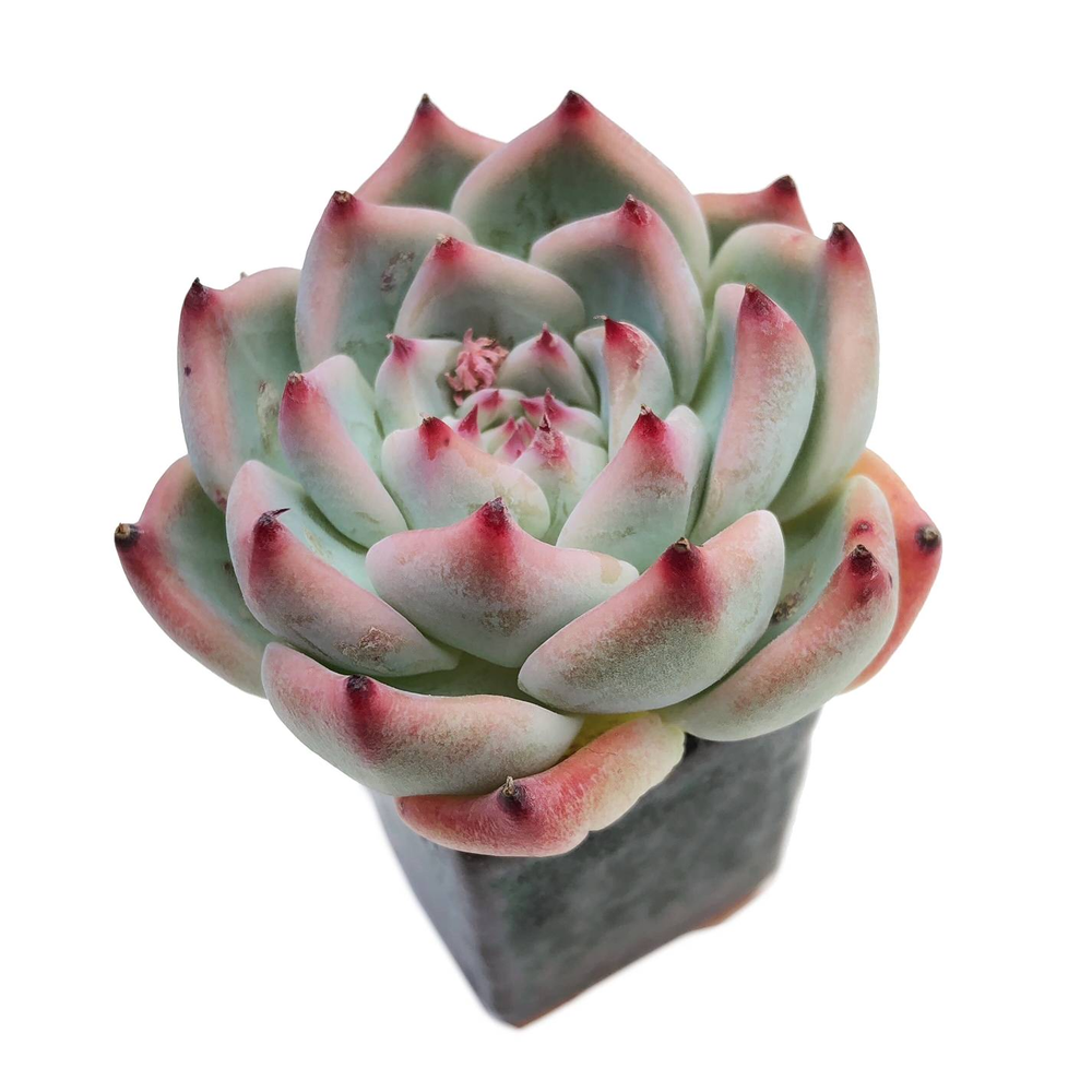 Echeveria cv Momotarou