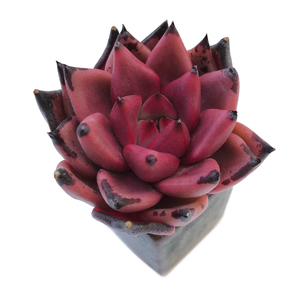 Echeveria Agavoides Sp.