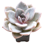 Echeveria Lauii Florence