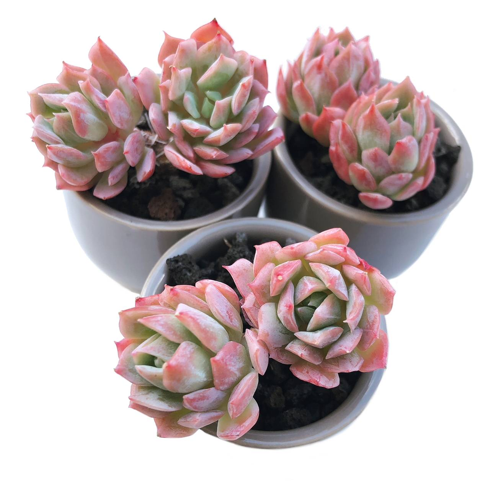 Echeveria Bradburiana, Doubles, (Random)