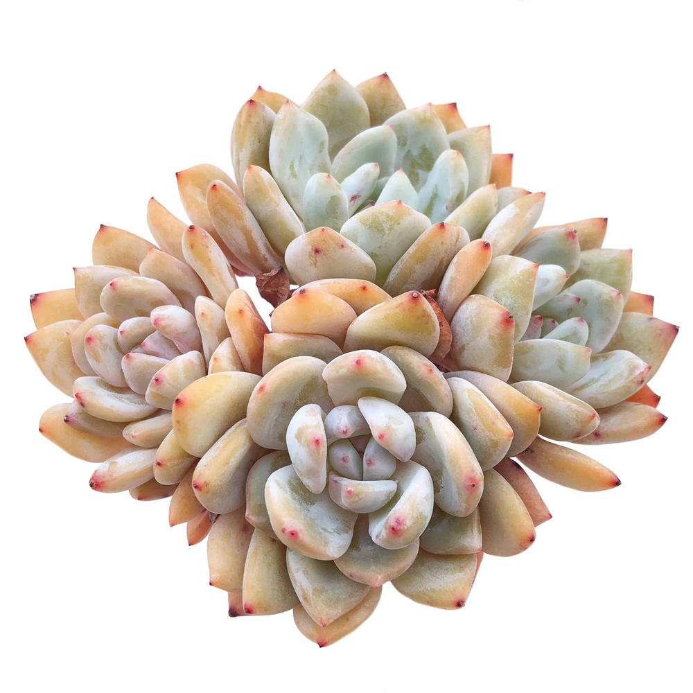 Echeveria Orange Monroe, (Exact Plant, with Video)