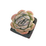 Echeveria Lemon Berry