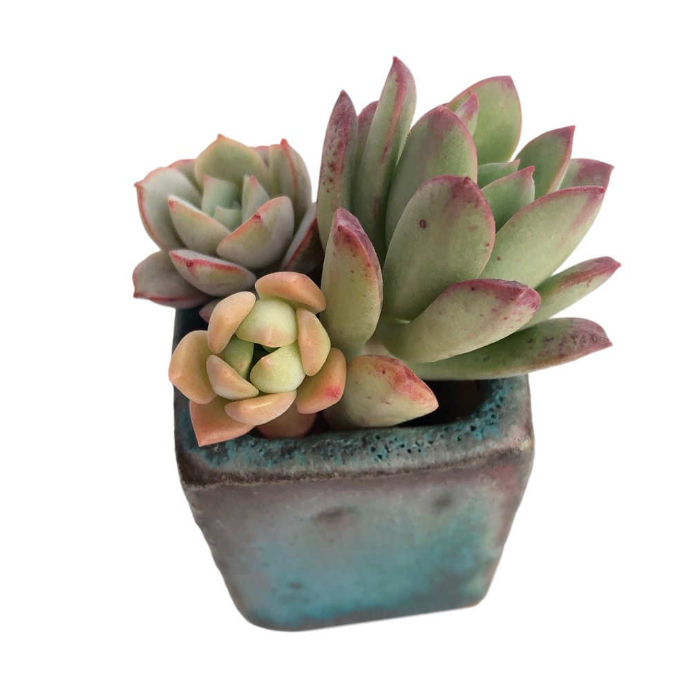 Mini Set- Pot + Plants + Soil