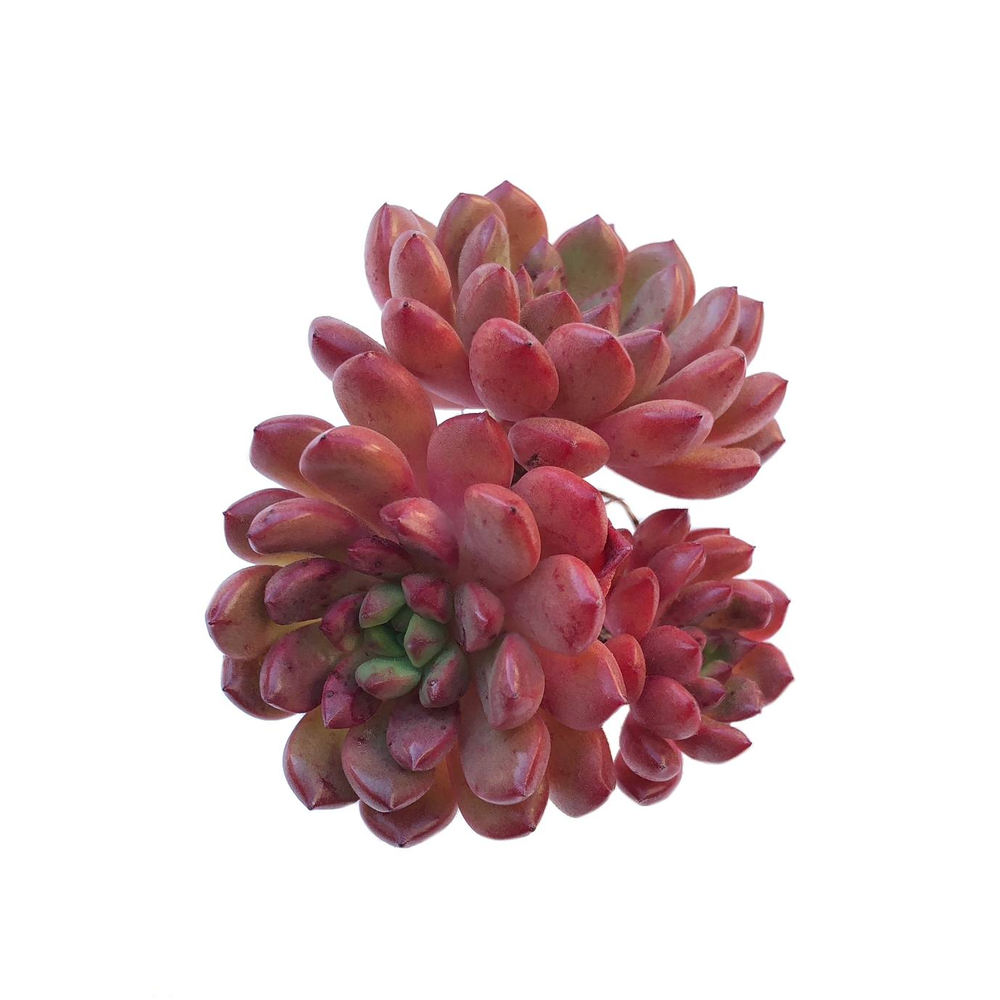 SPECIAL!! JUST CART!! Sedeveria Pink Ruby