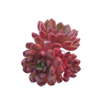 SPECIAL!! JUST CART!! Sedeveria Pink Ruby