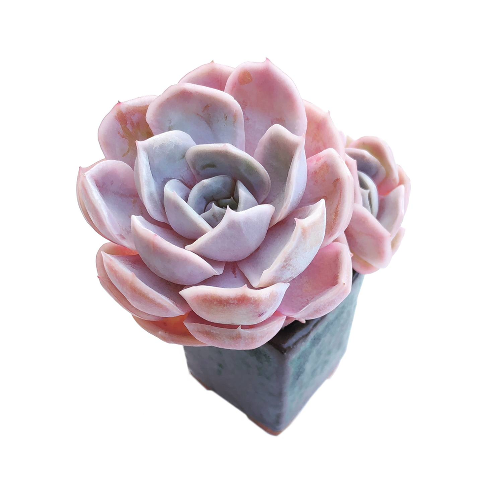 blue surprise succulent Echeveria Blue Surprise, (Korean Origin) – Cedar Creek Farmhouse
