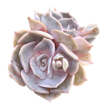 Echeveria Marilyn, Double, (Exact Plant)