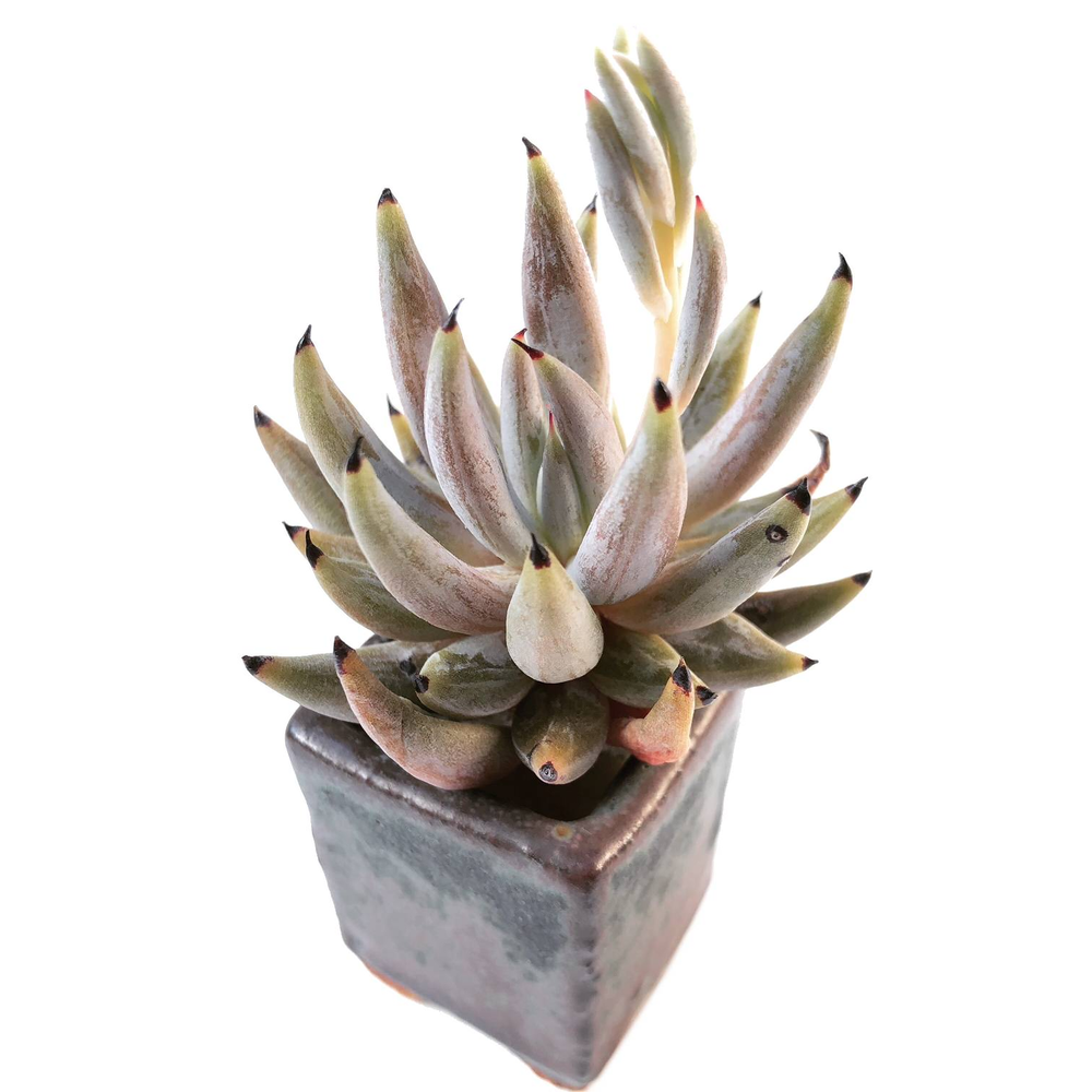 unguiculata succulent Echeveria Unguiculata