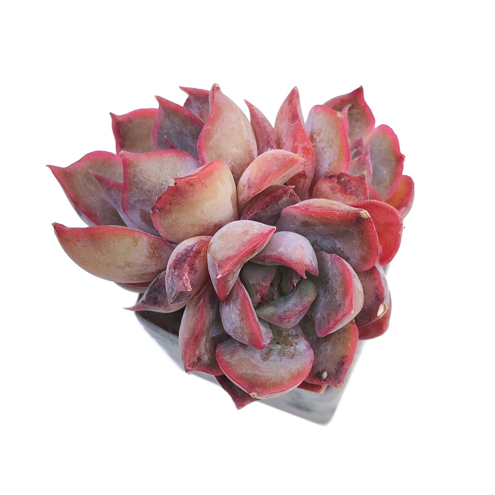 Echeveria Dark Ice, Triple