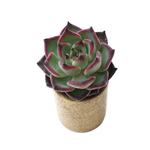 Sale! Echeveria Sarahime