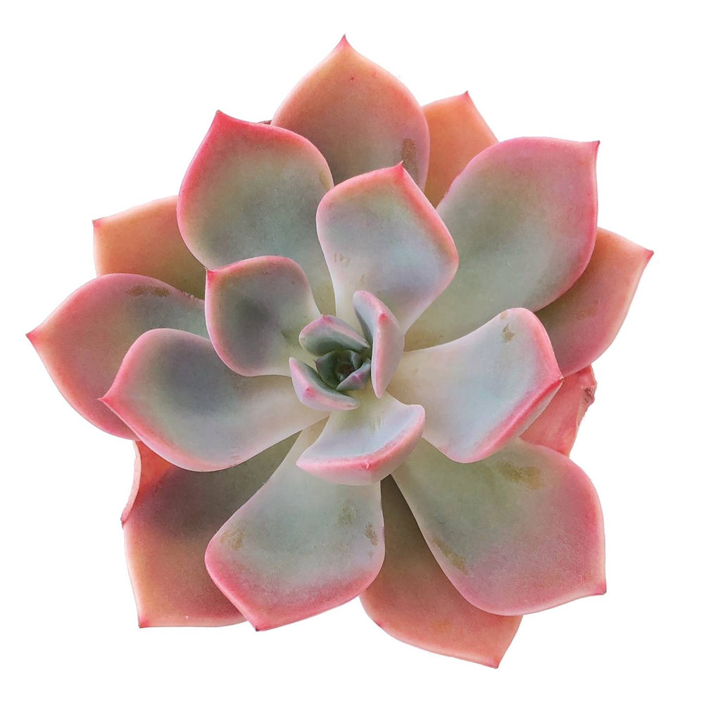 Sale! Echeveria Tinkerbell