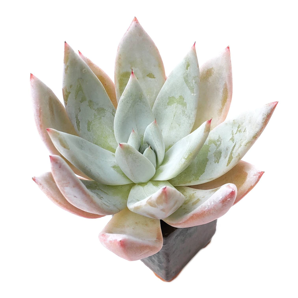 Sale! Echeveria Mexican Giant