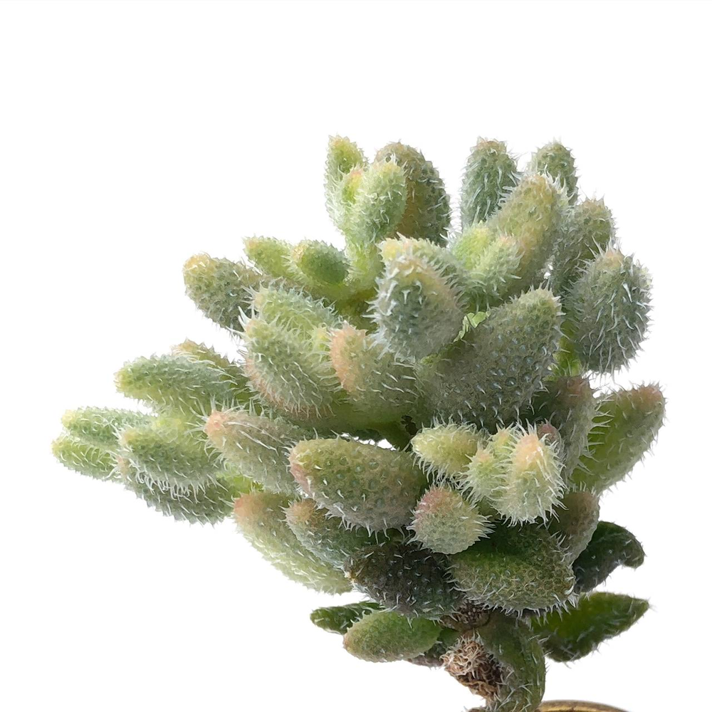 RESERVED Delosperma Echinatum, Variegata (Ready to Ship)