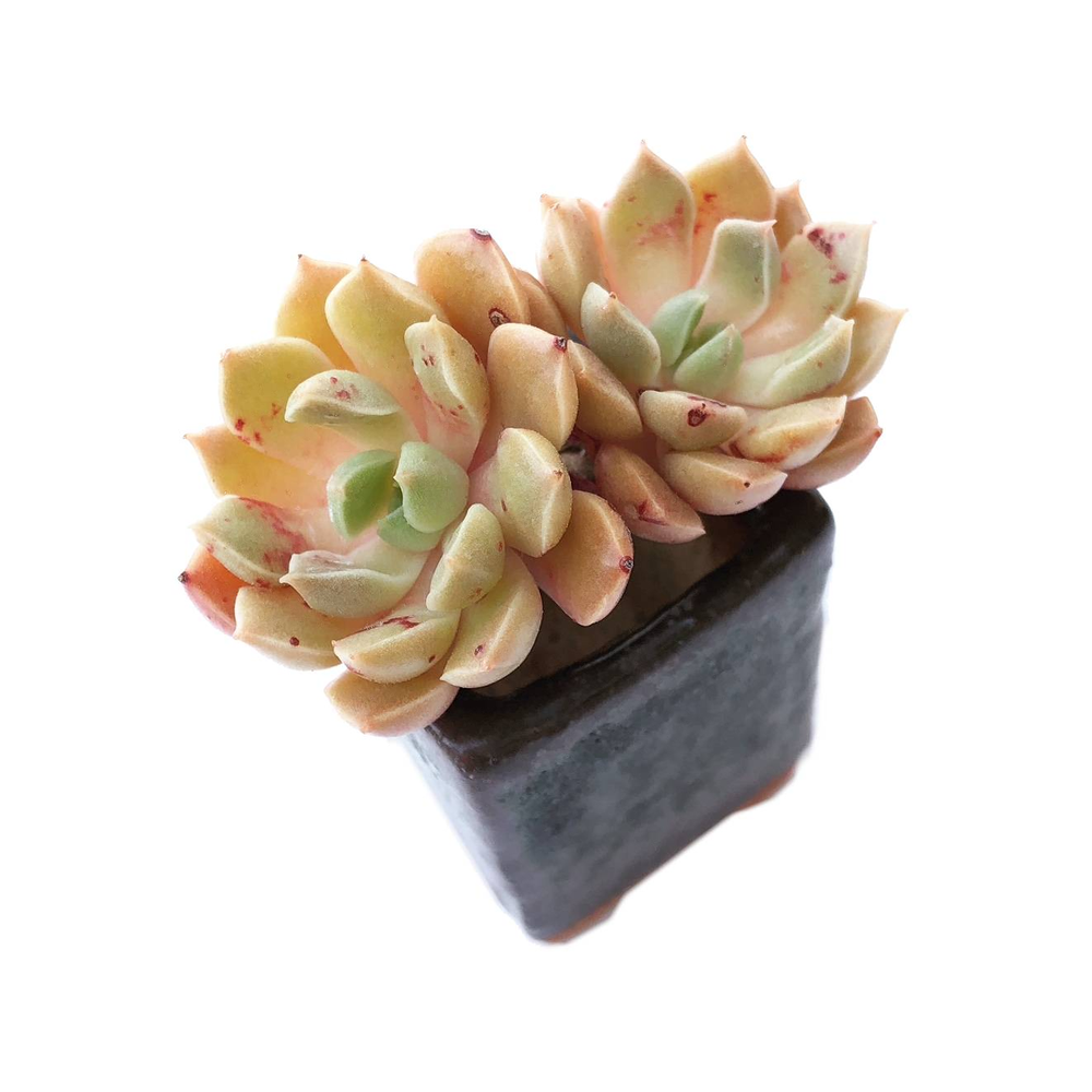 SPECIAL! JUST CART!! Sale! Echeveria 'Tell Me'