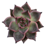 Echeveria Agavoides Ebony