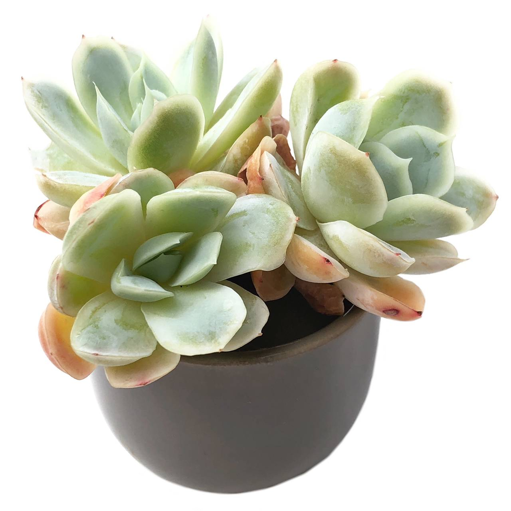 Sale! Echeveria Lemon Berry