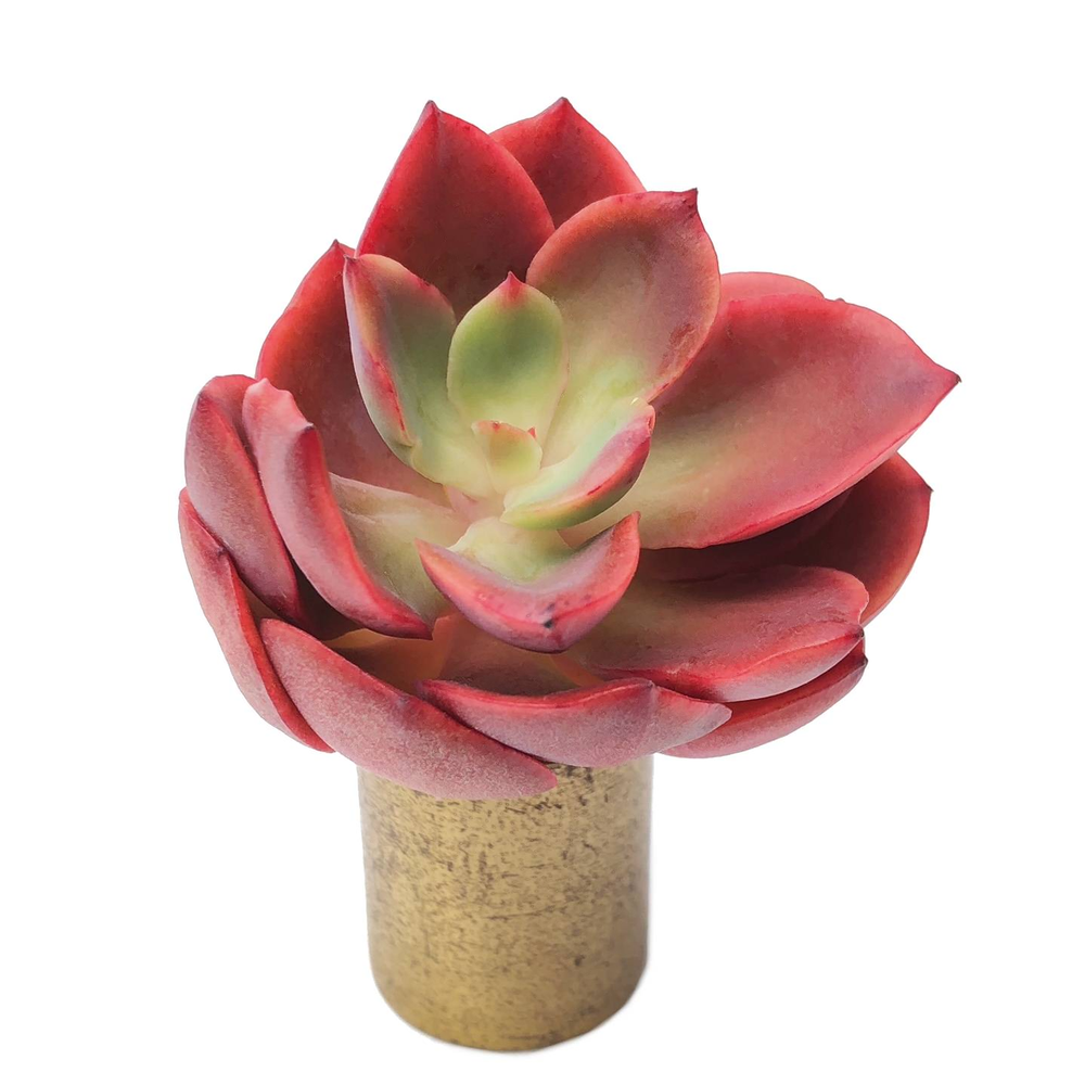 Sale! Echeveria Jyulia