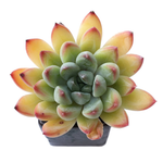 Sale! Echeveria Barbara