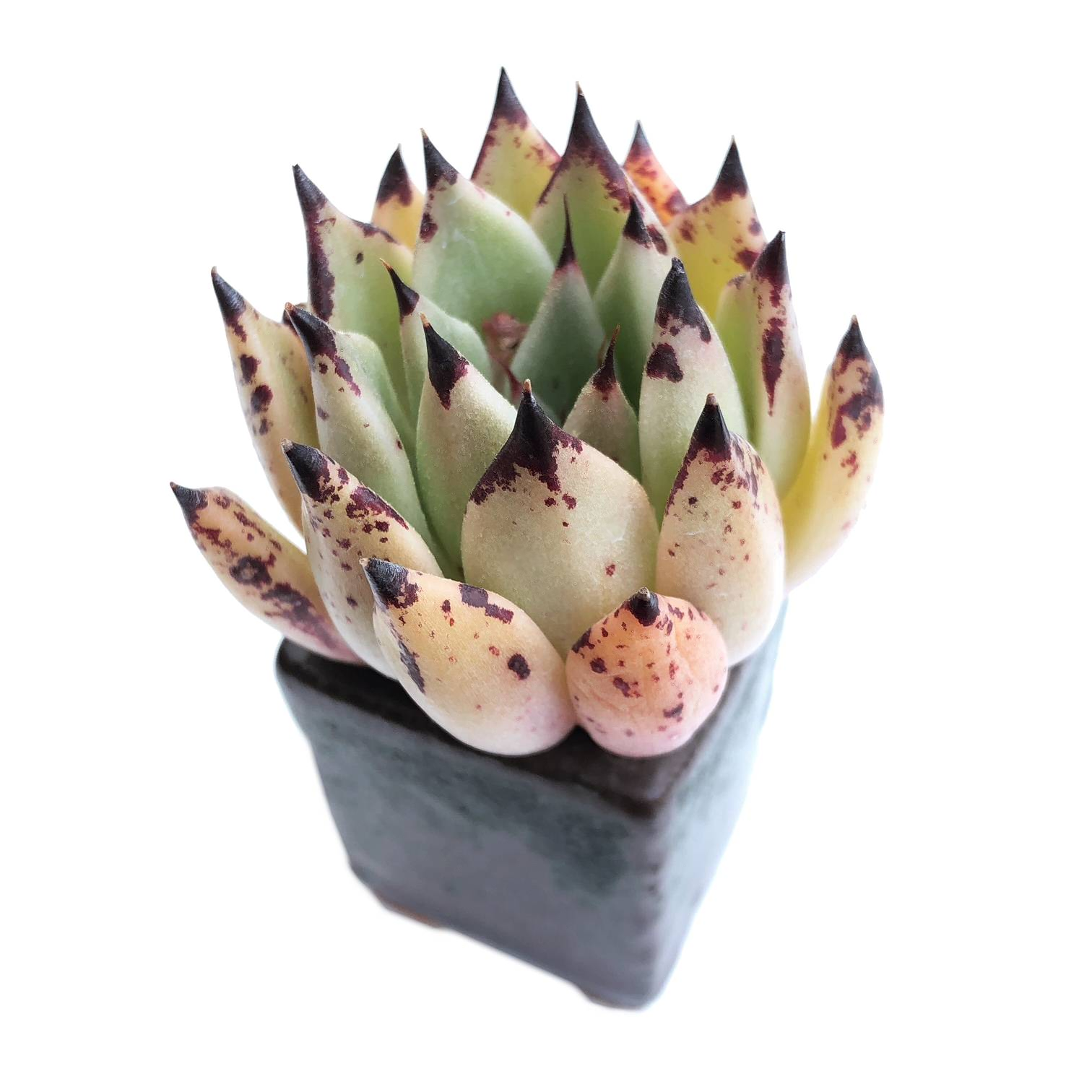 Echeveria Agavoides 'Caraboni' – Cedar Creek Farmhouse