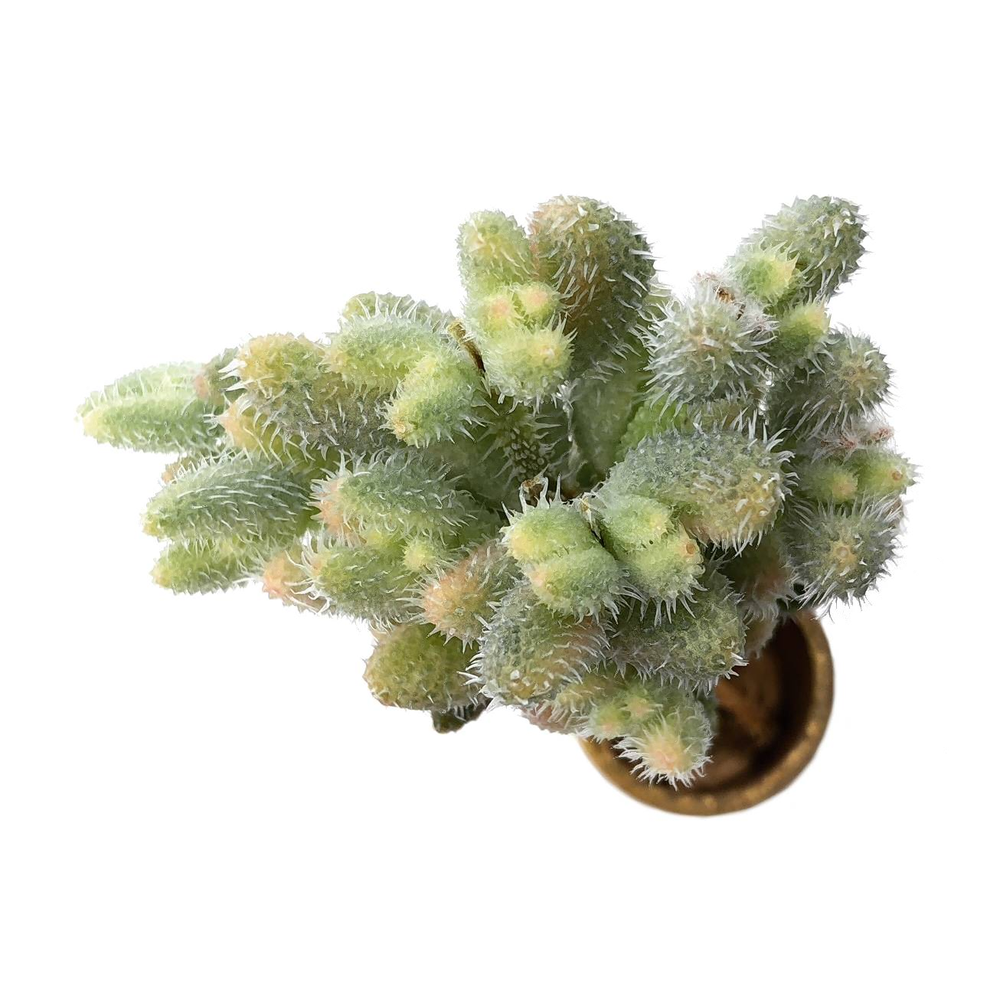 RESERVED Delosperma Echinatum, Variegata (Ready to Ship)