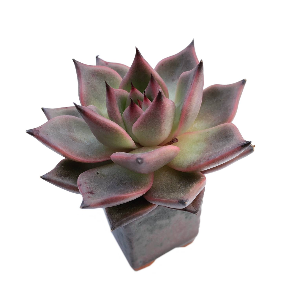 Echeveria Agavoides Ebony