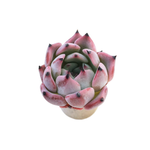 Echeveria Jackal, (Ready to Ship)