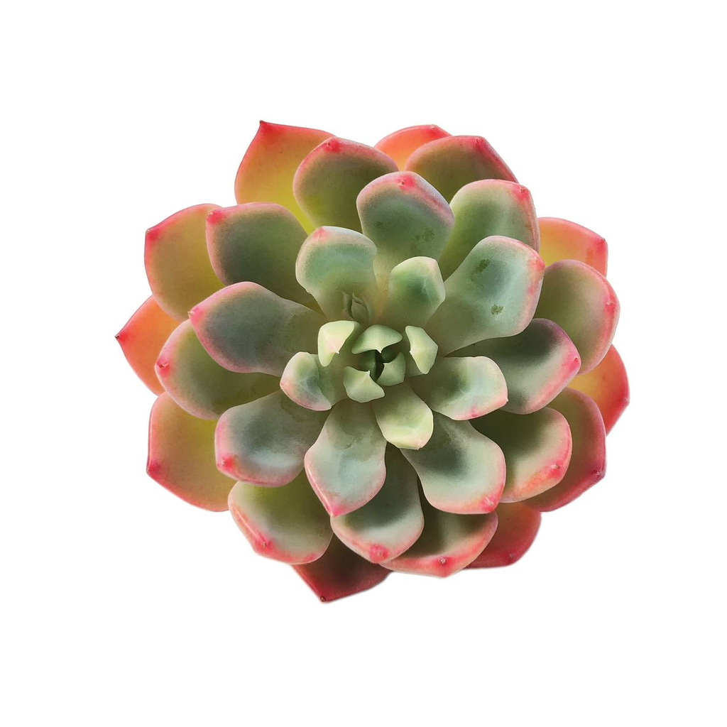 Echeveria Nana Mini Hook, (Random) – Cedar Creek Farmhouse