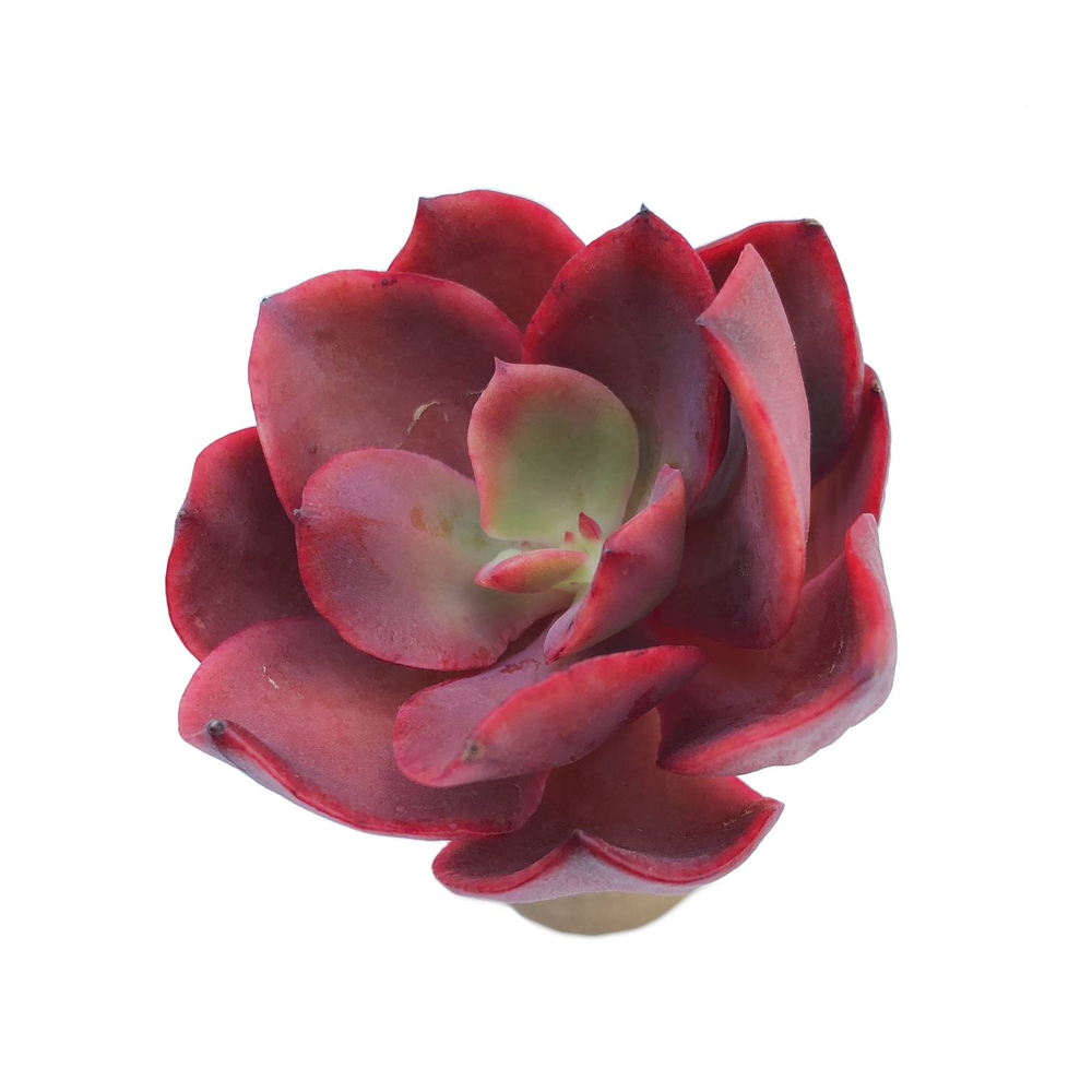 Echeveria Jyulia