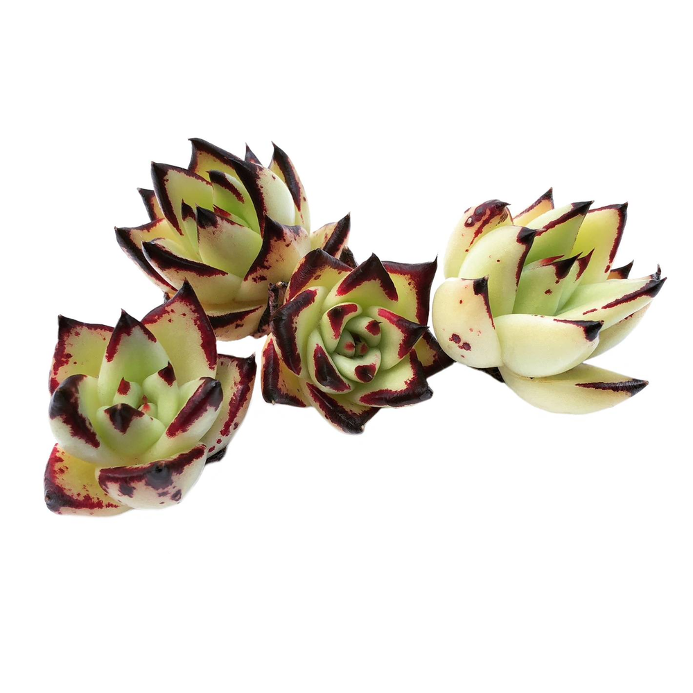 Echeveria Agavoides 'Montana,' (Random)