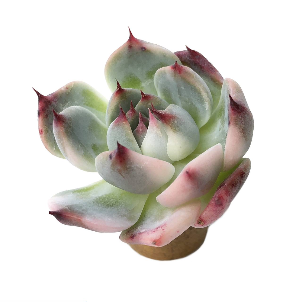 Sale! Echeveria Chihuahuanensus, Variegata