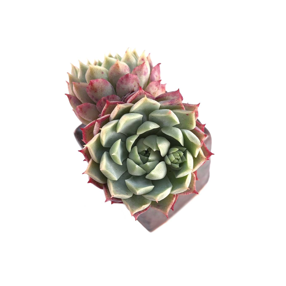 SALE! Echeveria Charles Rose