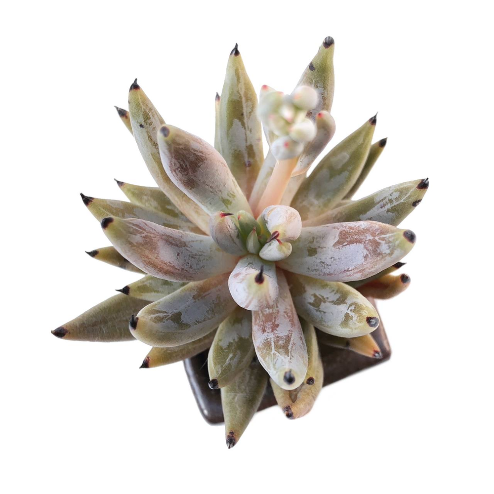 unguiculata succulent Echeveria Unguiculata – Cedar Creek Farmhouse