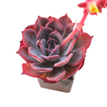 SALE! Echeveria Laurensis