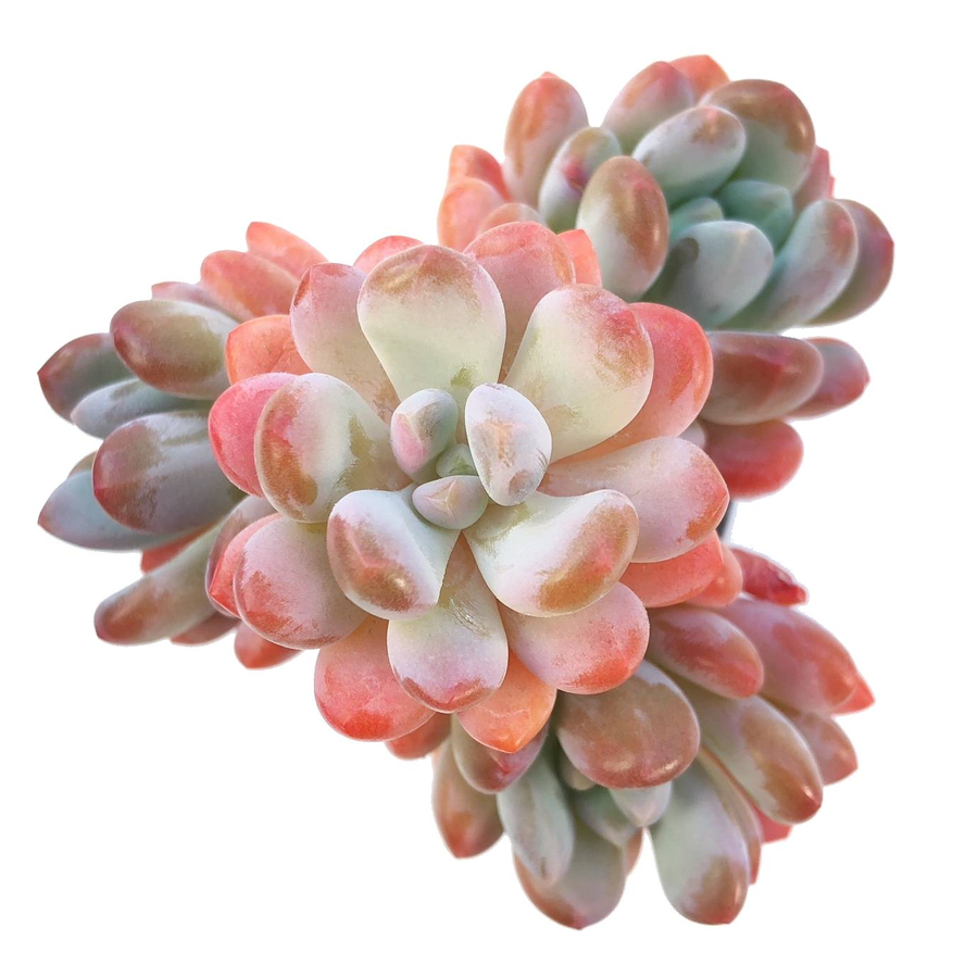 SALE! Pachyphytum Walth