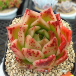 Sale! Echeveria Elizabeth