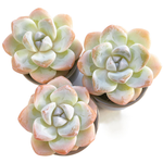 Echeveria Ice Green, (Random Selection)