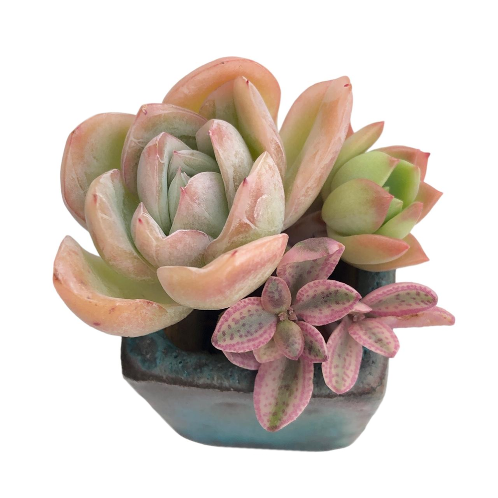 Mini Set- Pot + Plants + Soil