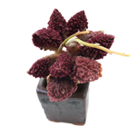 Adromischus Marianae Herrei, (Exact Plant)