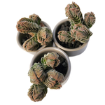 Crassula Buddha Temple Clusters, (Random)