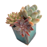 Mini Set- Pot + Plants + Soil