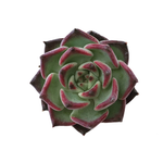 Sale! Echeveria Sarahime