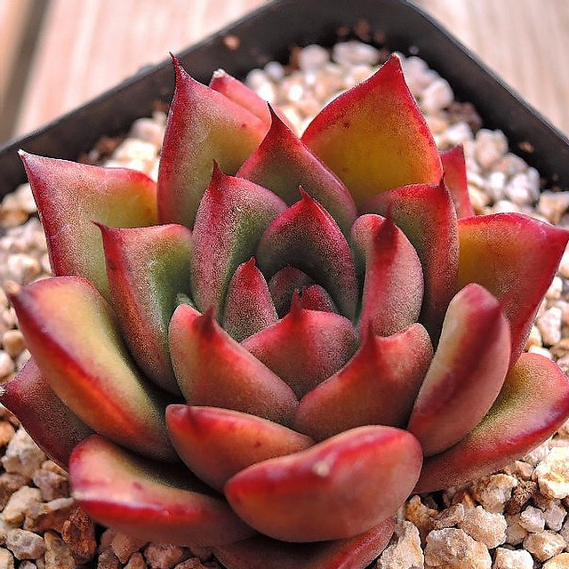 SALE! Echeveria Agavoides 'Toby'