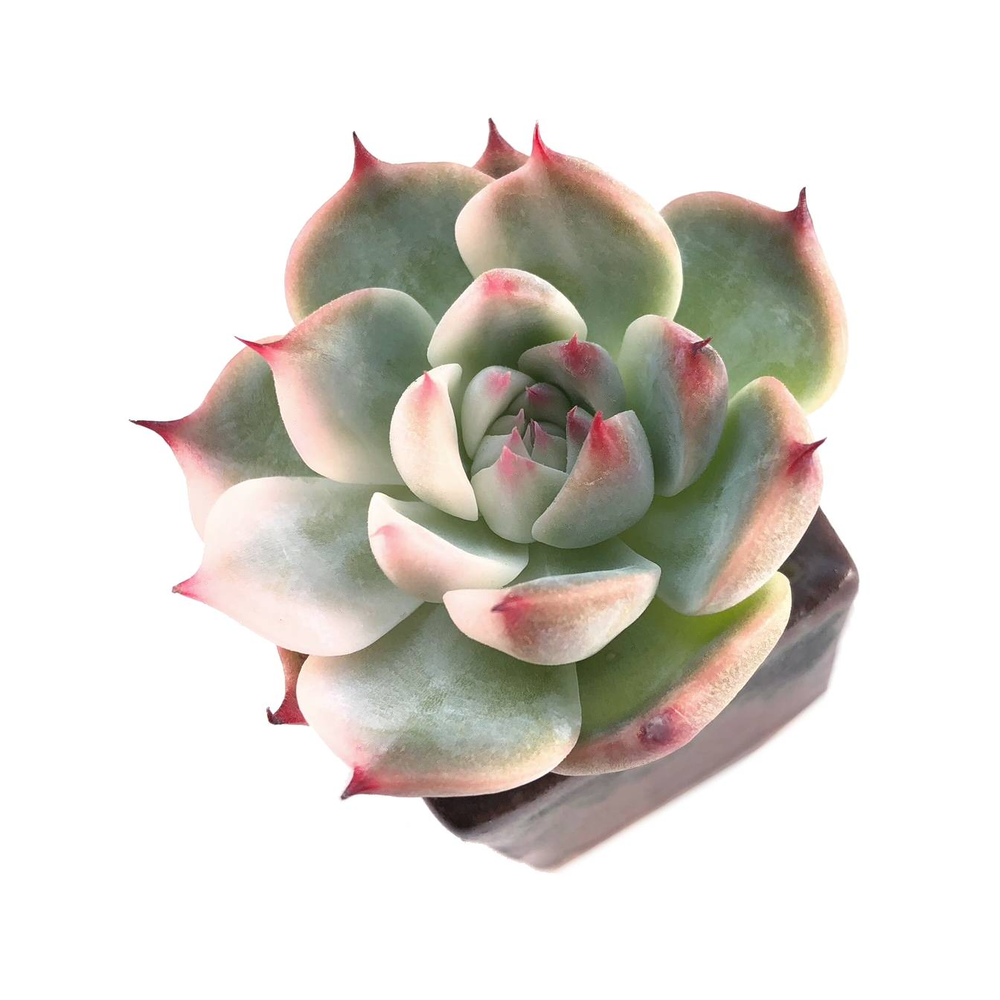 Sale! Echeveria Chihuahuanensus, Variegata