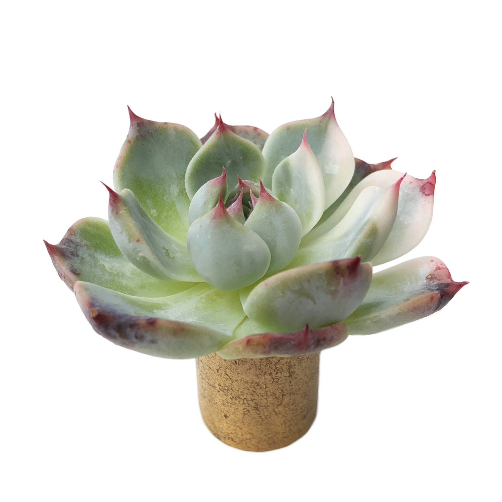 Sale! Echeveria Chihuahuanensus, Variegata