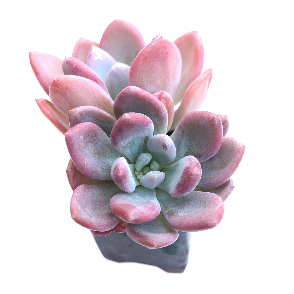 pink moon succulent Echeveria Pink Moon, Double – Cedar Creek Farmhouse