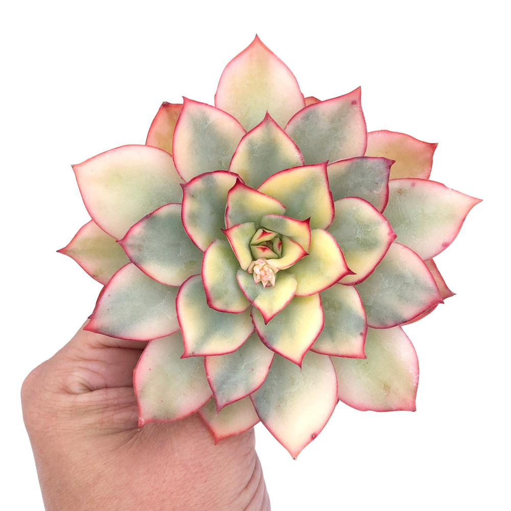 Echeveria Esther, Variegata